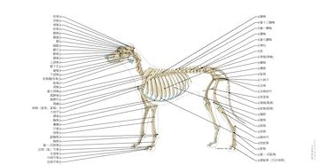 狗的外形|解剖图集狗（图解）: normal anatomy 